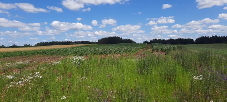 Działka Sprzedaż Stara Kamionka 5