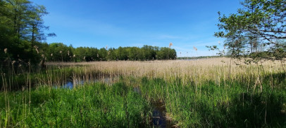 Działka Sprzedaż Pluszkiejmy